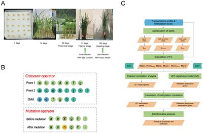 Using single-sample networks and genetic algorithms to identify radiation-responsive genes in rice affected by heavy ions of the galactic cosmic radiation with different LET values